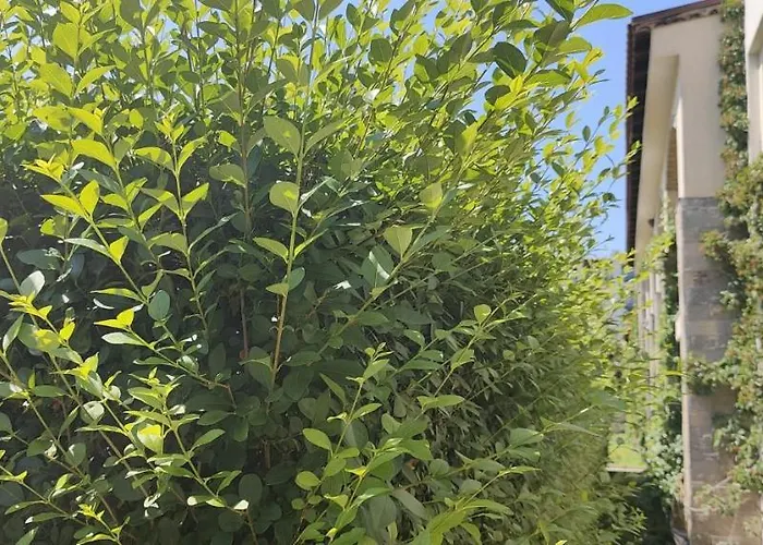 Life Private Sozopol