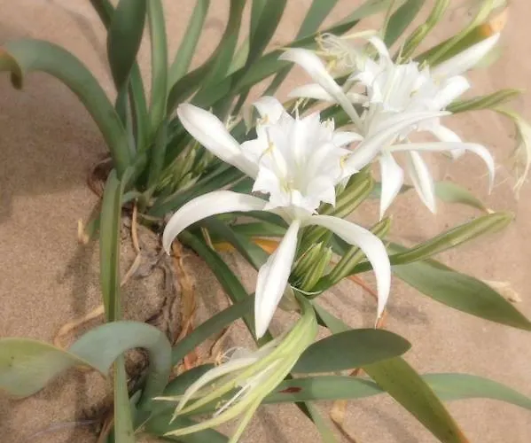 Life Private Appartamento