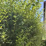 Life Private Созополь